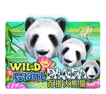 Wild Giant Panda